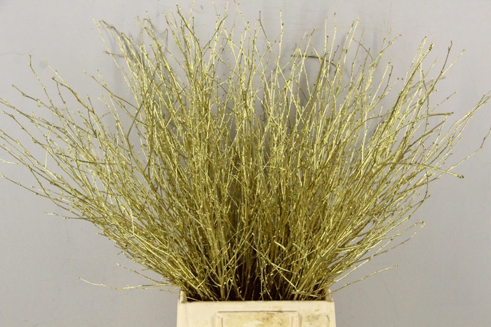 <h4>Betula Bs Paint Gold</h4>