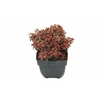 Berberis