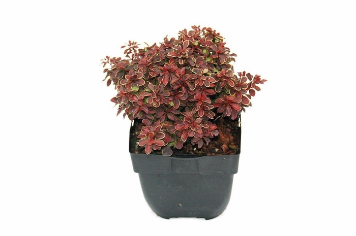 <h4>Berberis</h4>