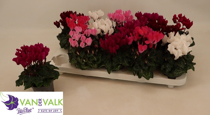 <h4>CYCL KL MACARON</h4>