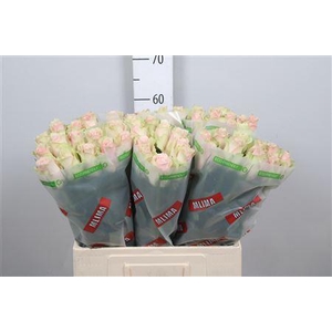 R Gr Pink Athena