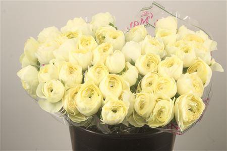 Ran.. Su Commedia Extra