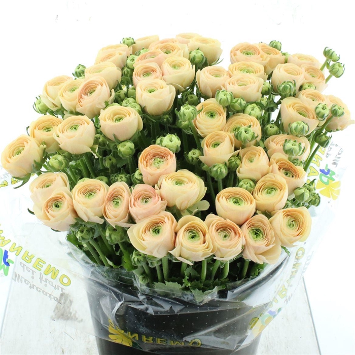 <h4>Ran Su Sr Pc 767 Bruce Peach Super</h4>