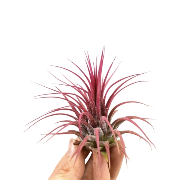 <h4>Tillandsia ionantha rood large</h4>