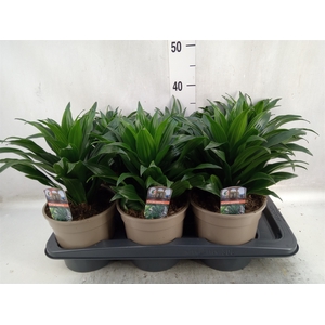 Dracaena frag. 'Compacta'