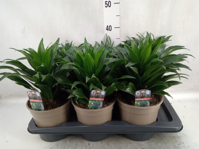 <h4>Dracaena frag. 'Compacta'</h4>