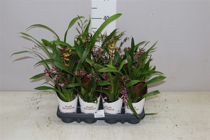 <h4>Oncidium Titanium Treasure Mix 2 Tak</h4>