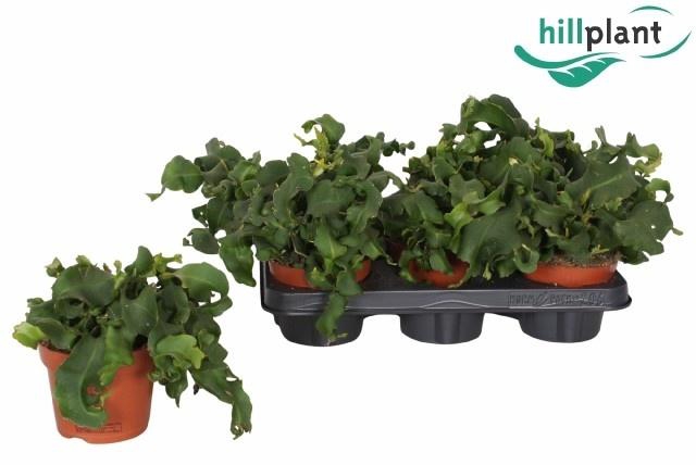 <h4>EPIPHYLL GUAT MONSTR</h4>