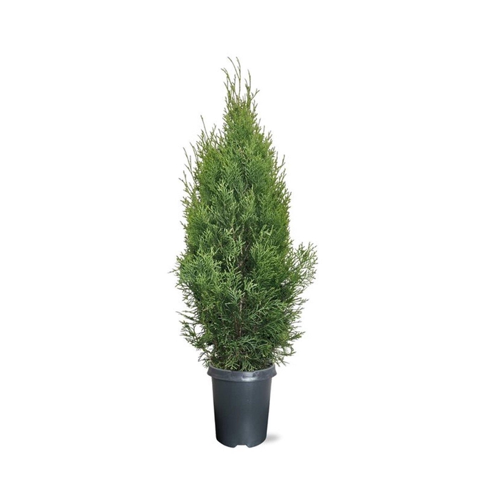 <h4>Thuja occidentalis 'Smaragd' (zonder etiket)</h4>
