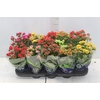 KALANCHOE DOBRADO P11
