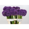 Allium Globemaster