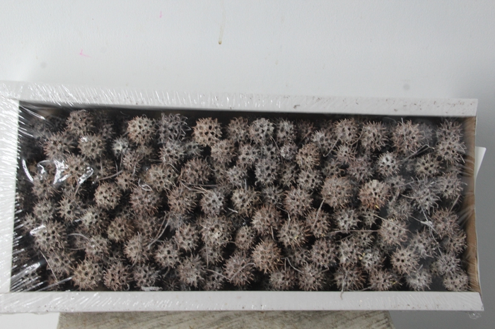 <h4>Amberbaum Box Whitewash(1 kg)</h4>