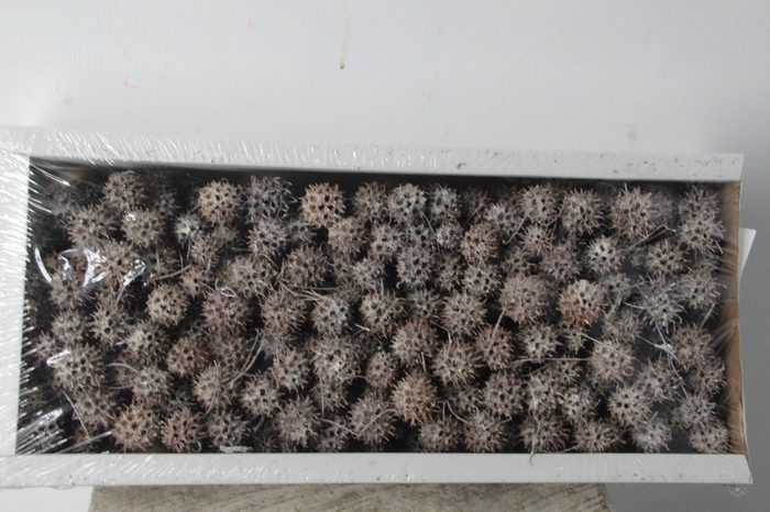 <h4>Amberbaum Box Whitewash(1 kg)</h4>