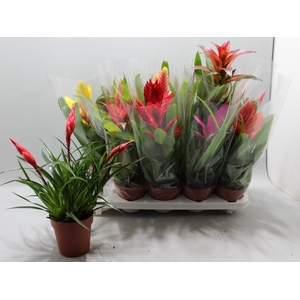 BROMELIA GEM 10 SRT