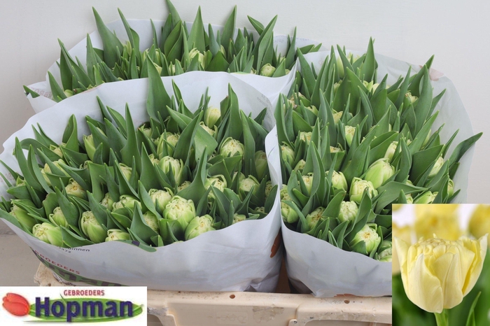 <h4>TU DU PISTE</h4>