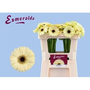 Ge Mi Casillas+ 07 CM,(NL),MPS A,(20)