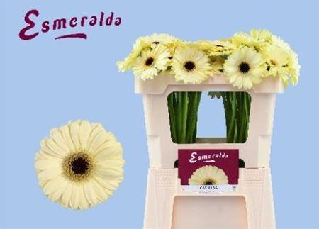 <h4>Ge Mi Casillas+ 07 CM,(NL),MPS A,(20)</h4>