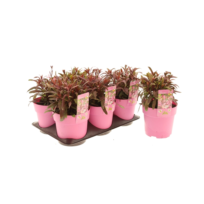<h4>Gaura Steffi Dark Rose</h4>