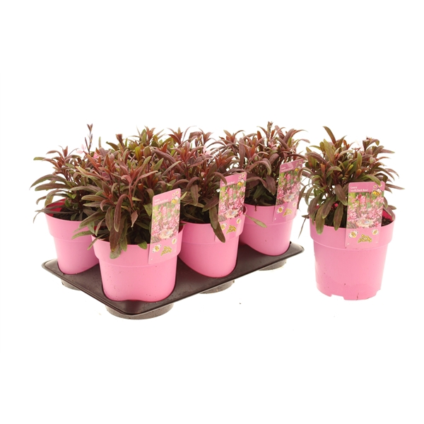 Gaura Steffi Dark Rose