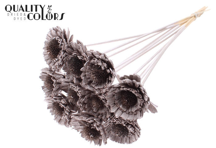 Shola Daisy Sunflower 6cm on stem Champagne