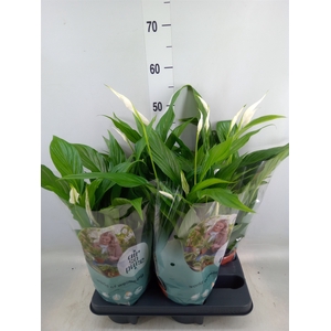 Spathiphyllum  'Pearl Cupido'