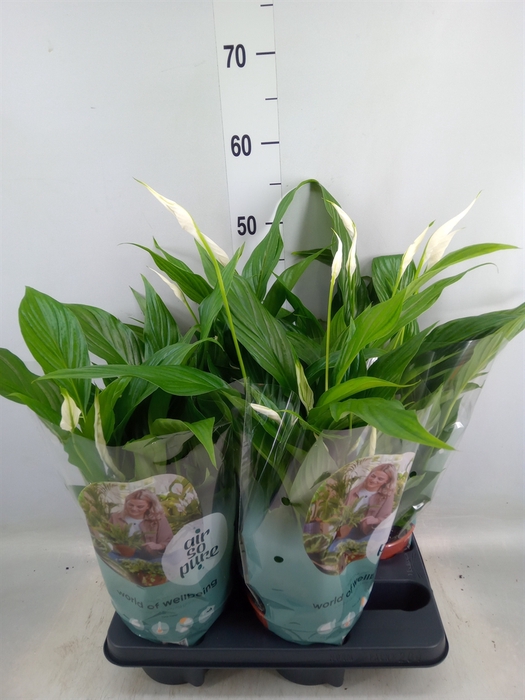 <h4>Spathiphyllum  'Pearl Cupido'</h4>