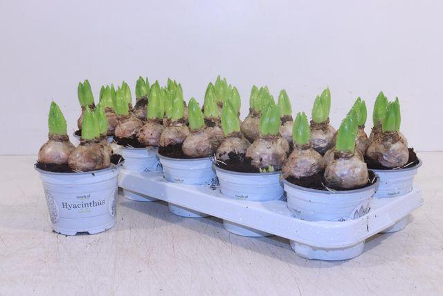 <h4>Hyacin White Pearl</h4>