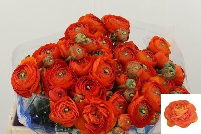 <h4>RAN SU LAMBADA</h4>