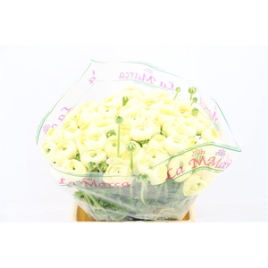 Ran Cloni Ex Commedia