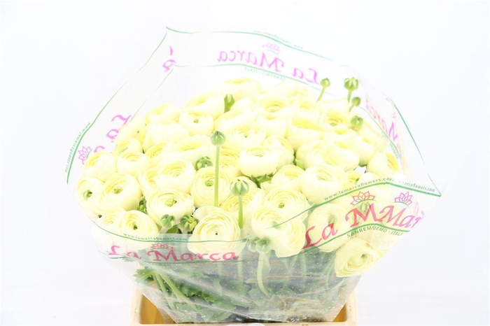 <h4>Ran Cloni Ex Commedia</h4>