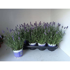 LAVANDULA HIDCOTE P12