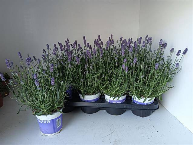<h4>LAVANDULA HIDCOTE P12</h4>