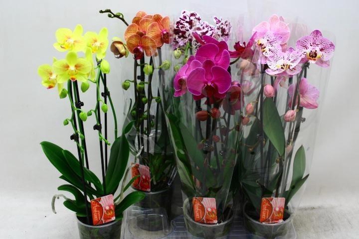 <h4>PHAL EL CASCADE</h4>