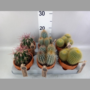 Cactus   ...mix