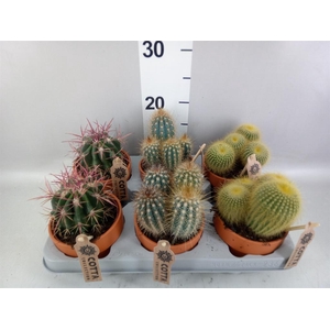 Cactus   ...mix