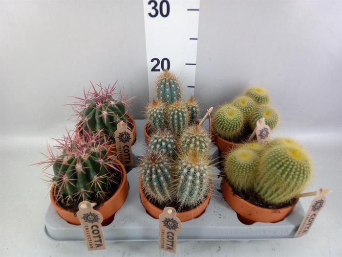 <h4>Cactus   ...mix</h4>