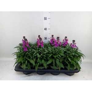 Erysimum  'Leya Purple Glow'