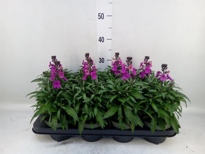 <h4>Erysimum 'Leya Purple Glow'</h4>