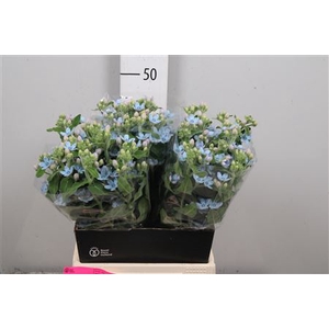 Oxy Co Tan Pure Blu