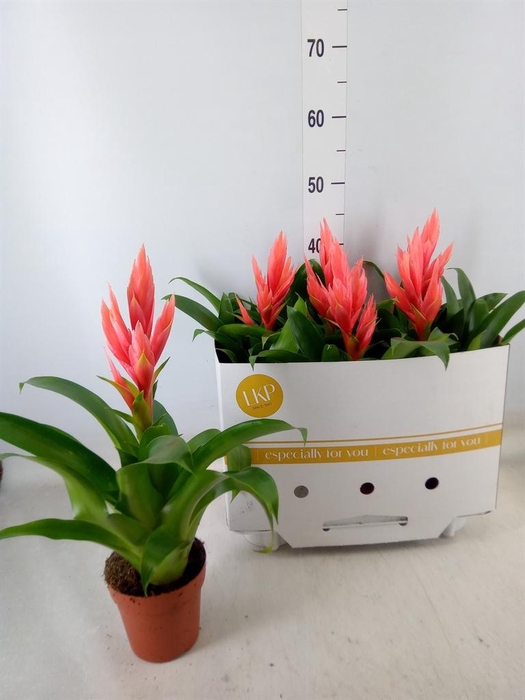 <h4>Tillandsia  'Ziva'</h4>