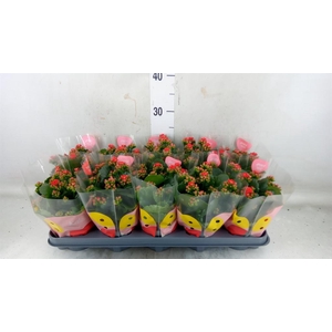 Kalanchoe  'RoseFlow Noelle'