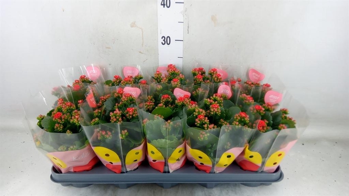 <h4>Kalanchoe 'RoseFlow Noelle'</h4>