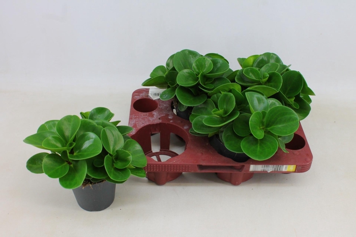 <h4>PEP OBT GREEN GOLD</h4>