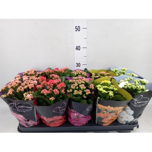 Kalanchoe blos. 'Perfecta'  ..mix 5