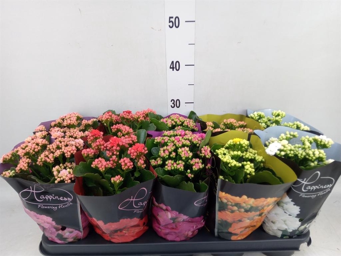 <h4>Kalanchoe blos. 'Perfecta'  ..mix 5</h4>