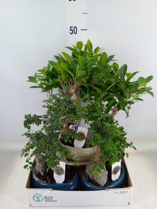 <h4>Bonsai   ...mix</h4>