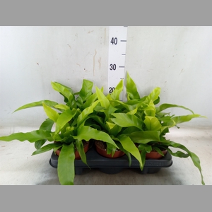 Asplenium antiquum