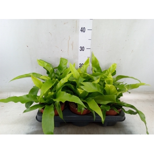 Asplenium antiquum