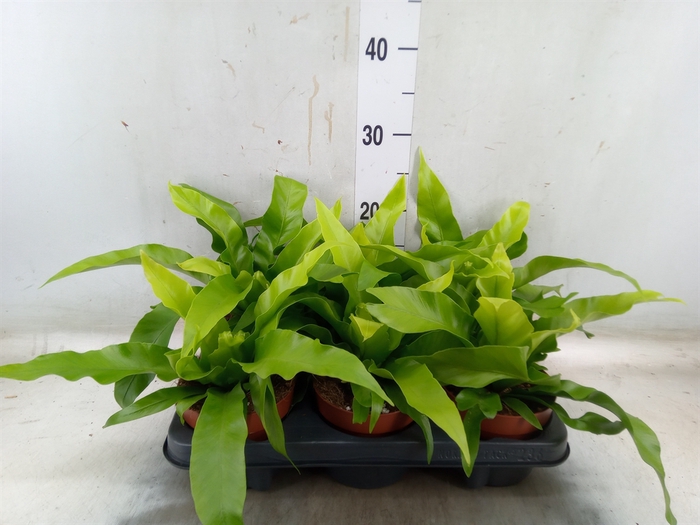 <h4>Asplenium antiquum</h4>
