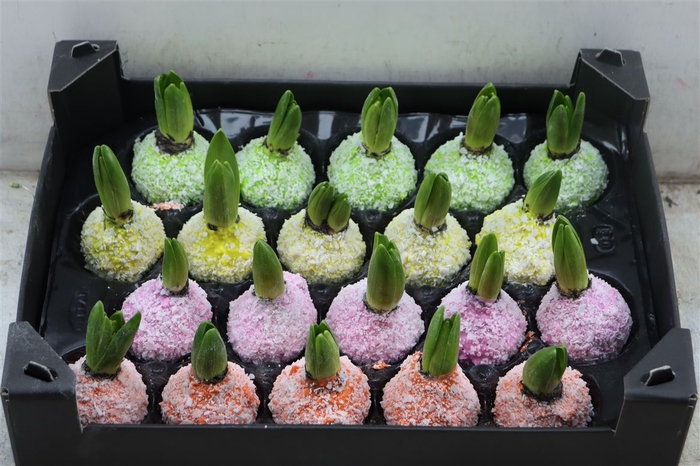 <h4>Wax Hyacinth Snow Mix</h4>